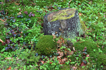 Scenic stump in the forest among the grass and moss.