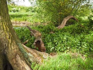 Dead tree branch in Cheshire countryside UK