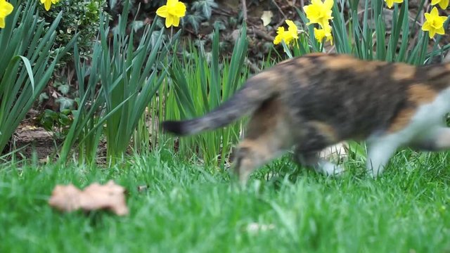 Havanese puppy sitting in the grass and suddenly gets frightened from a cat. Good transition at the end of the video.