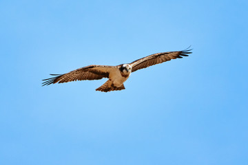Wild osprey circling on the sky ready to strike. Majestic bird of prey hunting on a sunny summer day.