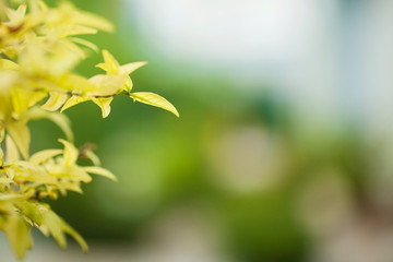 Green leaves background with Copy space