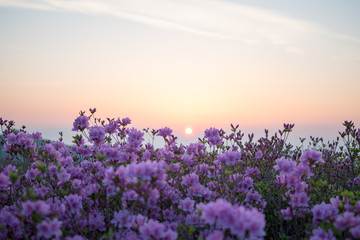 Obraz premium sunrise with royal azalea