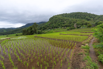 Naklejka premium Terraced Rice Field with Hut and Mountain Background , Chiang Mai in Thailand ,Blur Background