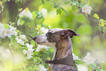 Portrait of hunting dog in bright green and spring blossom