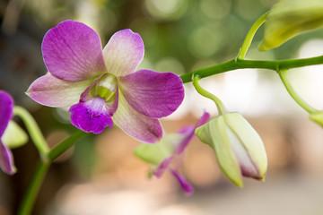 Beautiful orchid. Purple Dendrobium sonia (Orchidaceae)