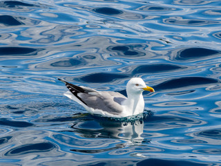 Seagull floating on water, Croatia, Mediterranean sea