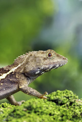 lizard