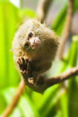 Pigmejka jest najmniejszą małpą na świecie. Jej naturalnym środowiskiem są lasy deszczowe. - obrazy, fototapety, plakaty