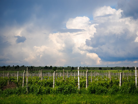 Vineyards near Focsani, Romania, in spring, with dramatic storm clouds overhead
