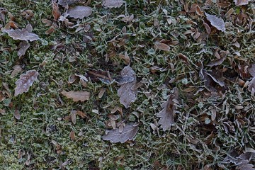 autumn
