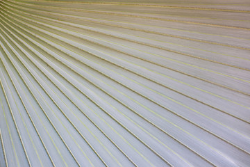 Photograph of wild Talipot palm leaf close up background.