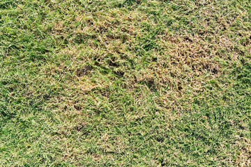 Green grass. natural background texture.