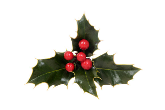 isolated holly with red berries