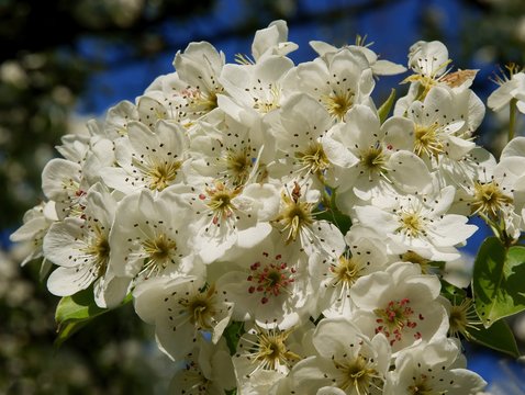 pear tree in blossom