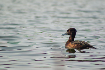 Aythya fuligula floats