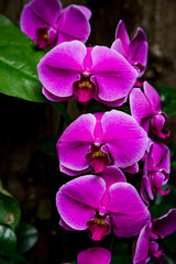 Brilliant Purple Orchids
