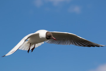 Seagull in flight