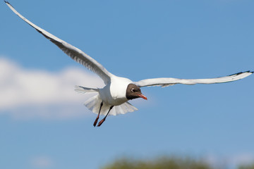 Seagull in flight