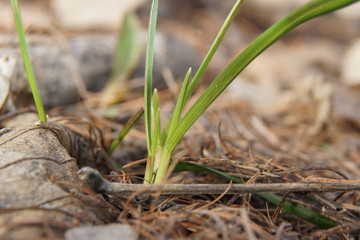 Spring - the birth of a new life