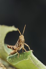 Short angle different spot legs locust