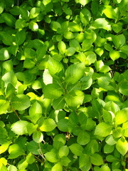 木漏れ日の中の紫陽花の若葉