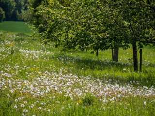 Baumgrunst&uuml;ck im Fr&uuml;hjahr
