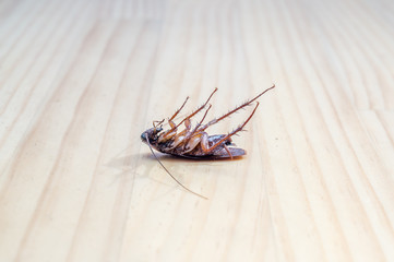 Roach dead on wooden floor for use as a pest control concept.