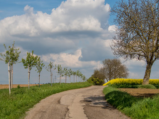 Jungbäume am Wegesrand