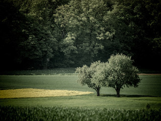 Bäume im Feld