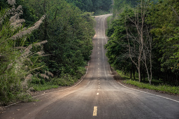 Road between green trees