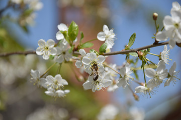 Spring flowering plum