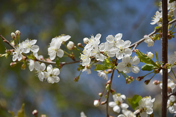 Spring flowering plum
