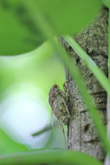 cicada