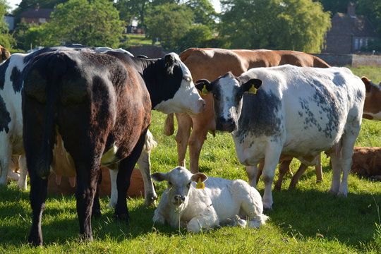 Cows and calf