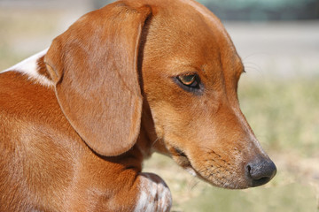 tan and white dachshund puppy dog head shot