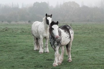 Obraz premium A horse on the foreground and another one behind it, dramatic foggy scene