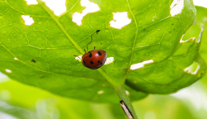 Close up orange ladybug under green leaf