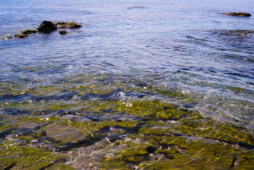 Coral verde, agua clara