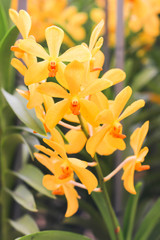 Closeup Yellow orchid flowers with green leaf