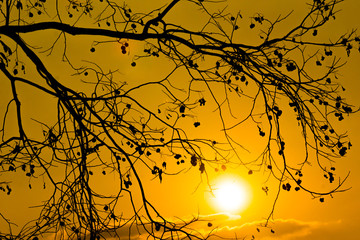 sun set behind tree branch 