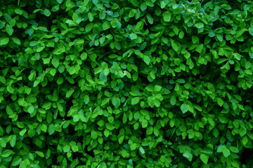 Drops of water on green little leaves