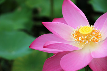 flower Leaves lotus Pink In the lake