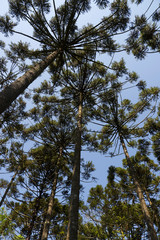 Araucaria tree (Araucaria angustifolia)