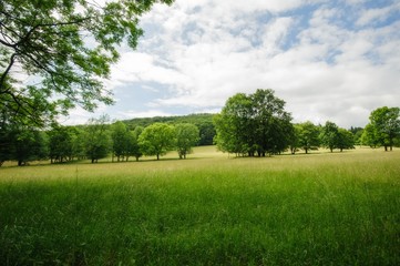 Beautiful summer landscape