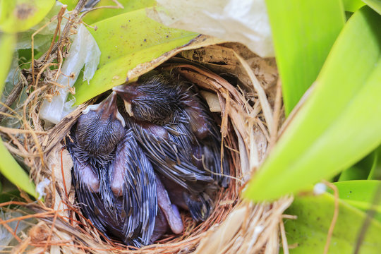 Two bulbul chicks in nest in morning