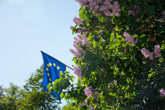 Lilac bush and the flag of the European Union on the sky background
