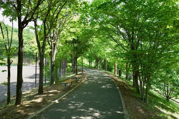 初夏の散歩道