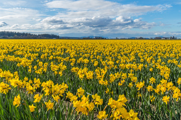 Field of beautiful yellow daffodils. Blooming narcissus in spring.