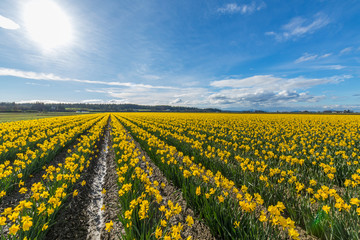 Fototapeta premium Field of beautiful yellow daffodils. Blooming narcissus in spring.