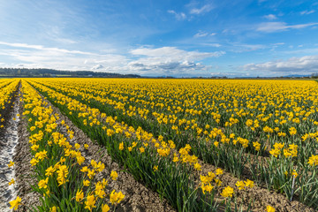 Fototapeta premium Field of beautiful yellow daffodils. Blooming narcissus in spring.